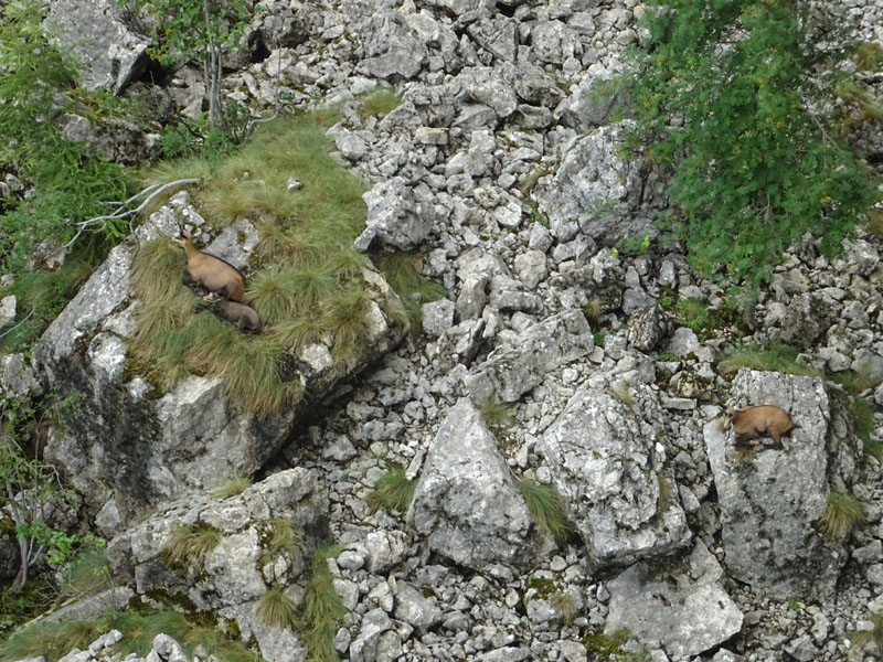 Rupicapra rupicapra.....dal Trentino Alto Adige